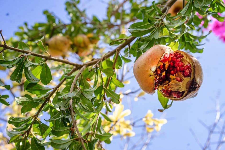  Low-Carb-Obst: Äpfel, Birnen, Limetten, Melonen, Himbeeren