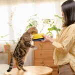 Katzenfutter: Welches Obst und Gemüse sind für Katzen geeignet?